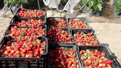fresas-recoleccion