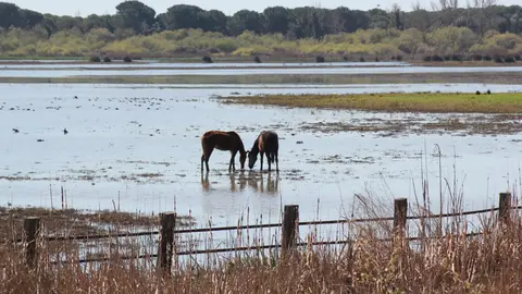 Do&ntilde;ana-aguas