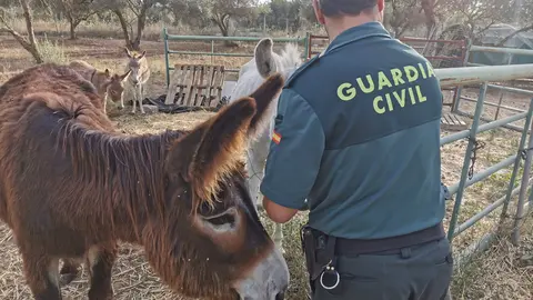 La Guardia Civil inspecciona el lugar del robo