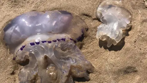 Rhizostoma pulmo / Fotograf&iacute;a de la cuenta de Instagram de MedusApp