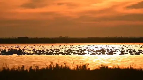 Atardecer m&aacute;gico en las marismas de Do&ntilde;ana. Foto: Carlos Romero Photography