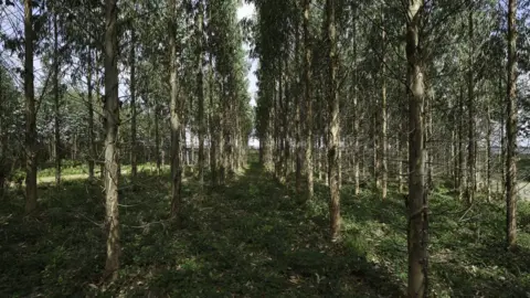 Operaciones forestales