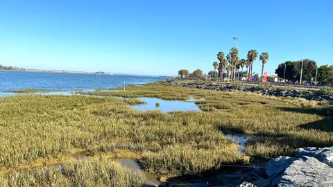 Restauraci&oacute;n Spartina maritima