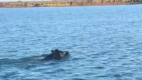 Animal salvaje nadando en las Marismas del Odiel. Foto: Pesca Huelva
