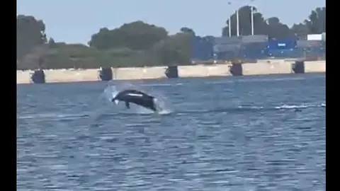 Delf&iacute;n cogiendo un pez al vuelo en la r&iacute;a de Huelva. Foto: Pesca Huelva