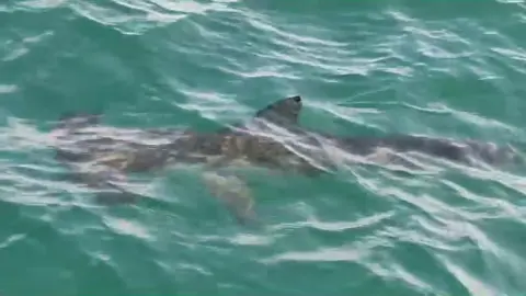 Tibur&oacute;n martillo en aguas onubenses. V&iacute;deo: Pesca Huelva
