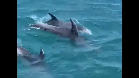 Delfines en Isla Cristina