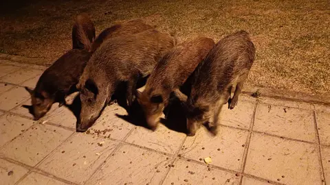 Jabal&iacute;es comiendo en Matalasca&ntilde;as. Foto: Redes sociales