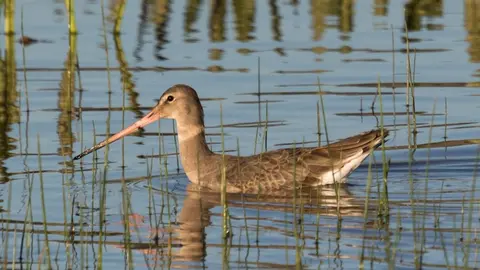 Biodiversidad-Do&ntilde;ana