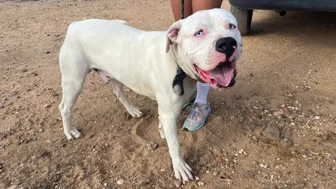 Perro abandonado en Lepe