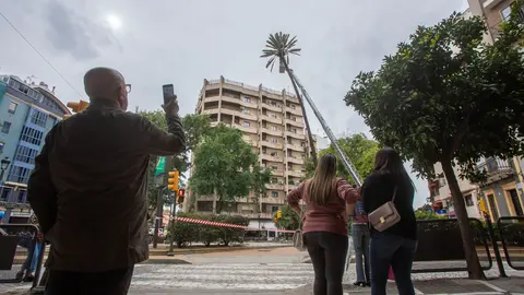 Transeuntes miran a la emblem&aacute;tica palmera