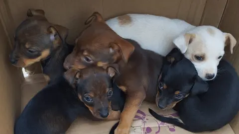 Cachorros abandonados en una caja. Foto: Polic&iacute;a Local de Ayamonte