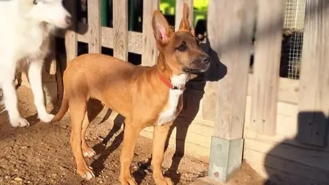Yoda, peque&ntilde;a perrita en adopci&oacute;n de Puntanimals