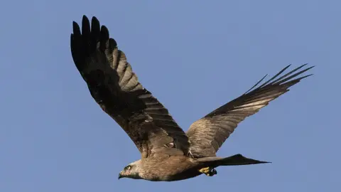 Ave sobrevuela Do&ntilde;ana