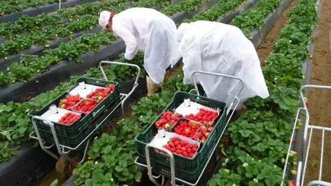 El sector Agr&iacute;cola