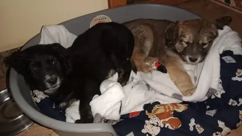 Perros del Centro Municipal
