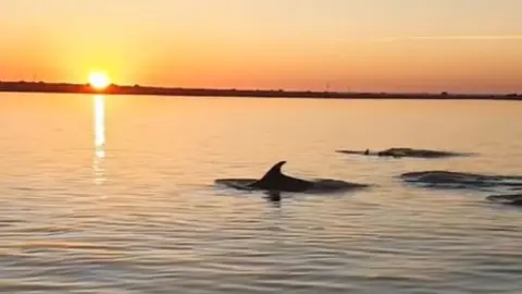 Un grupo de delfines se adentra en la r&iacute;a de Huelva al atardecer. Foto: captura del v&iacute;deo de Pesca Huelva
