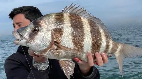 Sargo real. Foto: Pesca Huelva