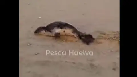 El ejemplar de foca gris en la playa de Matalasca&ntilde;as. Foto: Pesca Huelva