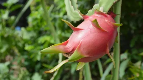 Pitaya