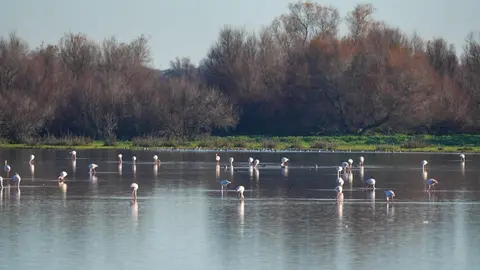 Do&ntilde;ana