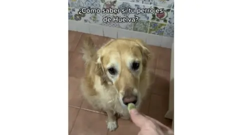 Bal&uacute; (@goldenretrieverhuelva) probando habas enzapatadas