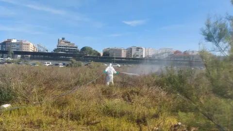 Tratamiento de control de mosquitos en Huelva capital