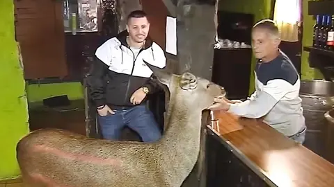La cierva visita a menudo el bar