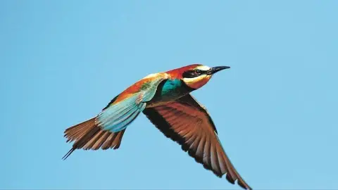 Foto de archivo de un abejaruco com&uacute;n