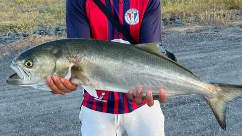 Anjova capturada en aguas onubenses. Foto: Pesca Huelva