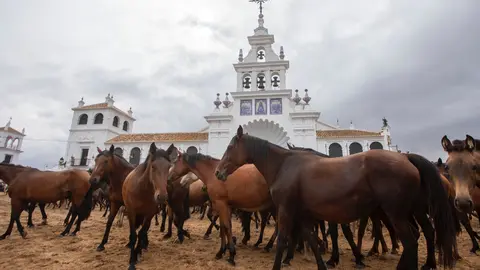 As&iacute; han pasado las yeguas por el santuario del Roc&iacute;o