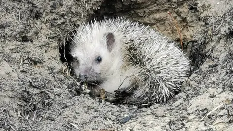 Erizo herido tras un incendio en Do&ntilde;ana