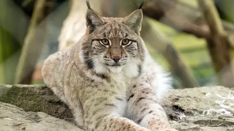 Foto de archivo de un lince ib&eacute;rico