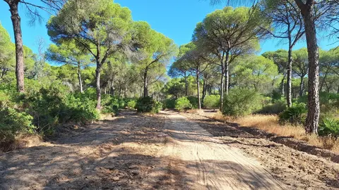 Monte cartayero