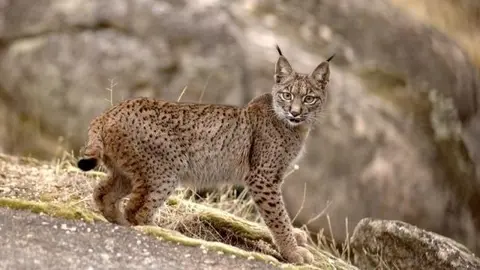 Foto de archivo de un ejemplar de lince ib&eacute;rico