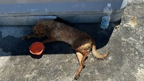 Perro rescatado. Foto: Puntanimals