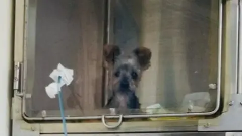 Perro rescatado de un incendio en Huelva con oxigenoterapia en el Hospital Veterinario Fauna. Foto: @hospitalveterinariofauna