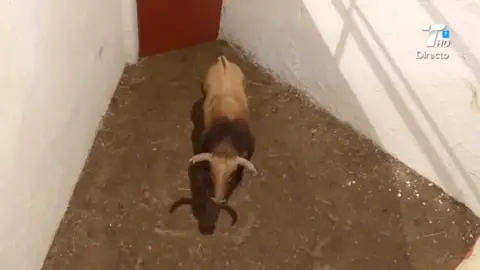 Enchiqueramiento de toros para David de Miranda