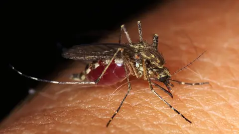 Mosquito.
