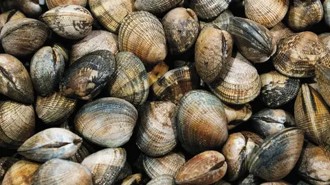Chirla de Punta Umbr&iacute;a