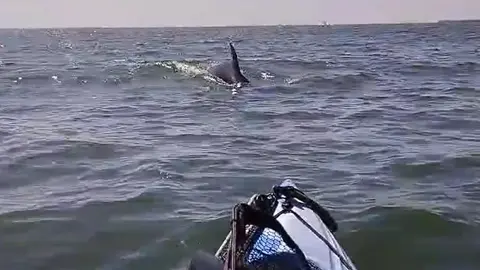 Delfines en Mazag&oacute;n