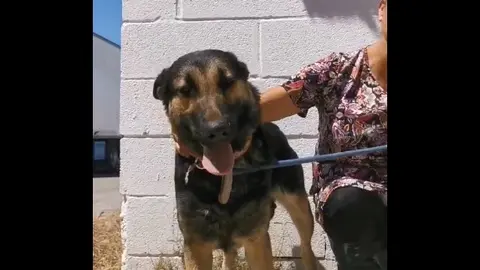 Captura del v&iacute;deo de Puntanimals