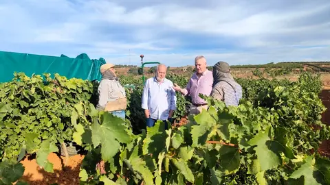 Manuel Infante y Manuel Barrera, acompa&ntilde;ados por los hermanos Juan Carlos y Manuel S&aacute;nchez Betanzos, atienden las explicaciones de &eacute;stos durante la vendimia de la uva tinta syrah en un pago de Rociana del Condado.