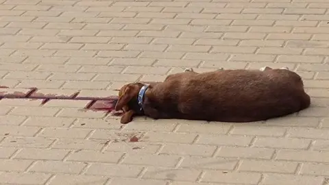 Perra asesinada en Huelva presuntamente a manos de su due&ntilde;o