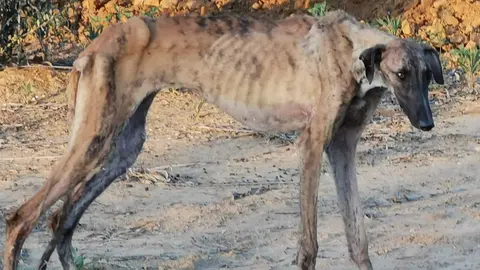 Perro abandonado. Fuente: Asociaci&oacute;n 'El Burrito Feliz'.