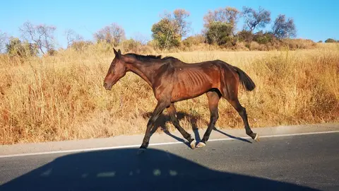 Un caballo suelto por la carretera este lunes en la carretera de Bonares