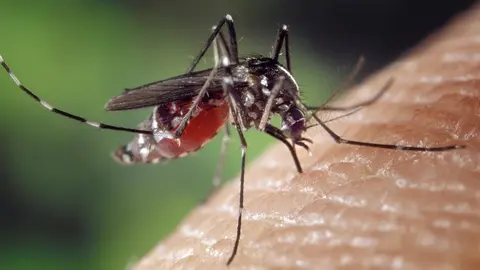 Mosquito transmisor del Virus del Nilo/ Junta de Andaluc&iacute;a