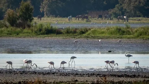 Flamencos y caballos conviven en las marismas.