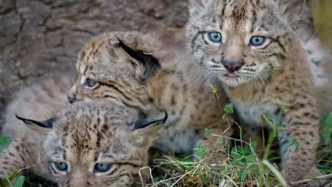 Foto de archivo de cr&iacute;as de lince ib&eacute;rico