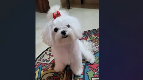 Bich&oacute;n malt&eacute;s coreano.